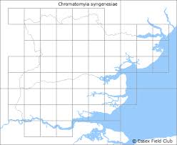 Attēlu rezultāti vaicājumam “Bayeriola thymicola”