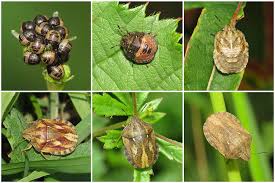 Attēlu rezultāti vaicājumam “Eurygaster testudinaria nymph”