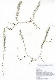 Attēlu rezultāti vaicājumam “Utricularia intermedia leaf”