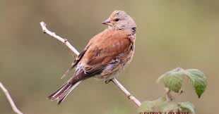 Attēlu rezultāti vaicājumam “Carduelis cannabina adult”