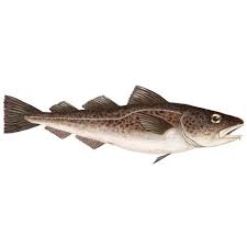 Image result for Gadus morhua