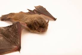 Attēlu rezultāti vaicājumam “Pipistrellus nathusii”