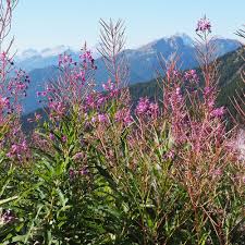 Attēlu rezultāti vaicājumam “Epilobium angustifolium fruit”