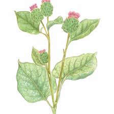 Attēlu rezultāti vaicājumam “Arctium lappa”