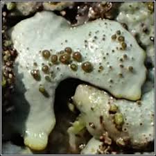 Attēlu rezultāti vaicājumam “Parmelina tiliacea”