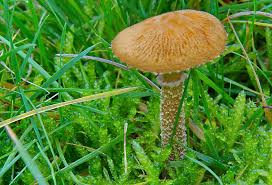 Attēlu rezultāti vaicājumam “Cystoderma amianthinum”