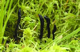 Attēlu rezultāti vaicājumam “Geoglossum sp.”