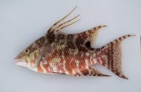 Image result for Lachnolaimus maximus