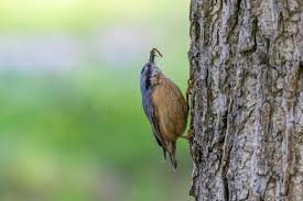 Attēlu rezultāti vaicājumam “Sitta europaea male”