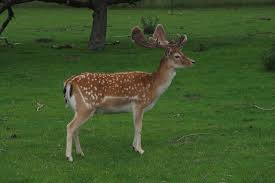 Attēlu rezultāti vaicājumam “Dama dama”