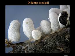 Attēlu rezultāti vaicājumam “Diderma testaceum”