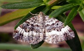 Attēlu rezultāti vaicājumam “Epirrhoe alternata”