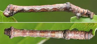 Attēlu rezultāti vaicājumam “Plagodis dolabraria”