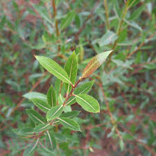 Attēlu rezultāti vaicājumam “Salix daphnoides”