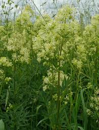 Attēlu rezultāti vaicājumam “Thalictrum flavum flower”