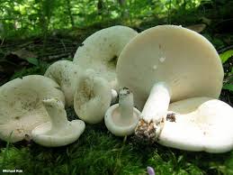 Attēlu rezultāti vaicājumam “Lactarius”