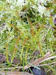 Attēlu rezultāti vaicājumam “Calliergonella cuspidata”