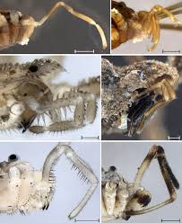 Attēlu rezultāti vaicājumam “Trichia longipalpis”