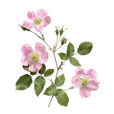 Image result for Rosa canina
