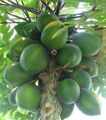 Image result for Carica papaya