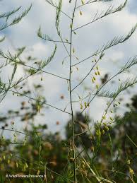 Attēlu rezultāti vaicājumam “Asparagus officinalis”