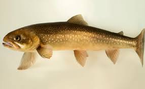 Image result for Salvelinus alpinus