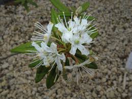 Attēlu rezultāti vaicājumam “Ledum palustre flower”
