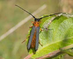 Attēlu rezultāti vaicājumam “Oberea oculata”