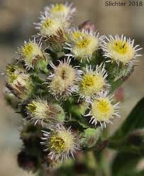 Attēlu rezultāti vaicājumam “Erigeron acris”
