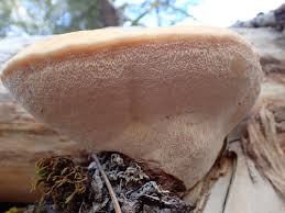 Attēlu rezultāti vaicājumam “Postia sericeomollis”