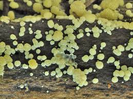 Attēlu rezultāti vaicājumam “Hypocrea gelatinosa”