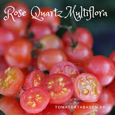 Afbeeldingsresultaat voor rose quartz tomato