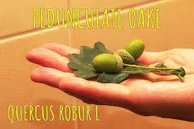Attēlu rezultāti vaicājumam “Quercus robur fruit”