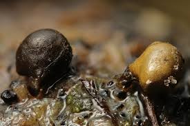 Attēlu rezultāti vaicājumam “Licea pygmaea spores”