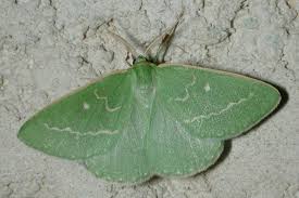 Attēlu rezultāti vaicājumam “Thetidia smaragdaria”