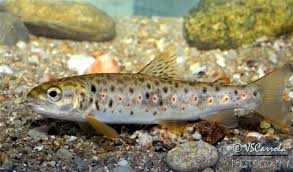 Image result for Salmo trutta trutta