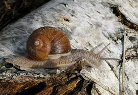 Attēlu rezultāti vaicājumam “Helix pomatia”