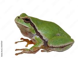 Attēlu rezultāti vaicājumam “Hyla arborea”