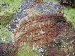 Attēlu rezultāti vaicājumam “Cribraria costata stalked”