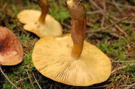 Attēlu rezultāti vaicājumam “Tricholomopsis decora”