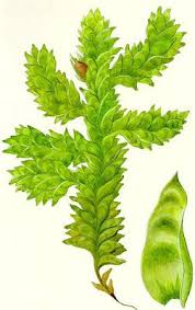 Attēlu rezultāti vaicājumam “Neckera pennata”