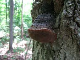 Attēlu rezultāti vaicājumam “Phellinus nigricans”