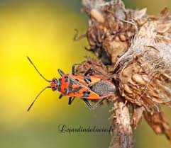 Attēlu rezultāti vaicājumam “Corizus hyoscyami imago”