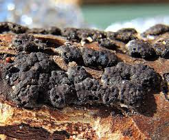 Attēlu rezultāti vaicājumam “Anthostoma decipiens”