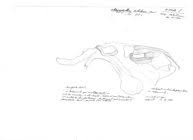 Attēlu rezultāti vaicājumam “Ommatoiulus vilnensis”