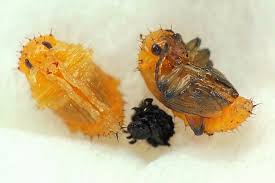 Attēlu rezultāti vaicājumam “Altica sp.”