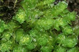 Attēlu rezultāti vaicājumam “Lophozia”