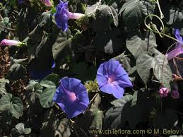 Image result for Ipomoea purpurea