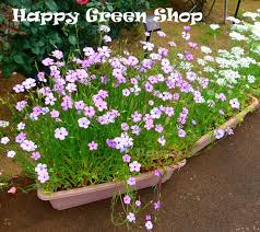 Attēlu rezultāti vaicājumam “Silene viscaria fruit”