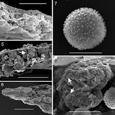 Attēlu rezultāti vaicājumam “Physarum diderma”